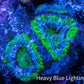 Ultra Acan Coral - Micromussa Lordhowensis - Acan Frag WYSIWYG D3R3B1 Ultra Acan Coral - Micromussa Lordhowensis - Acan Frag WYSIWYG D3R3B1 LPS Coral Ultra Acan Coral - Micromussa Lordhowensis - Acan Frag WYSIWYG D3R3B1 Zeo Box Reef