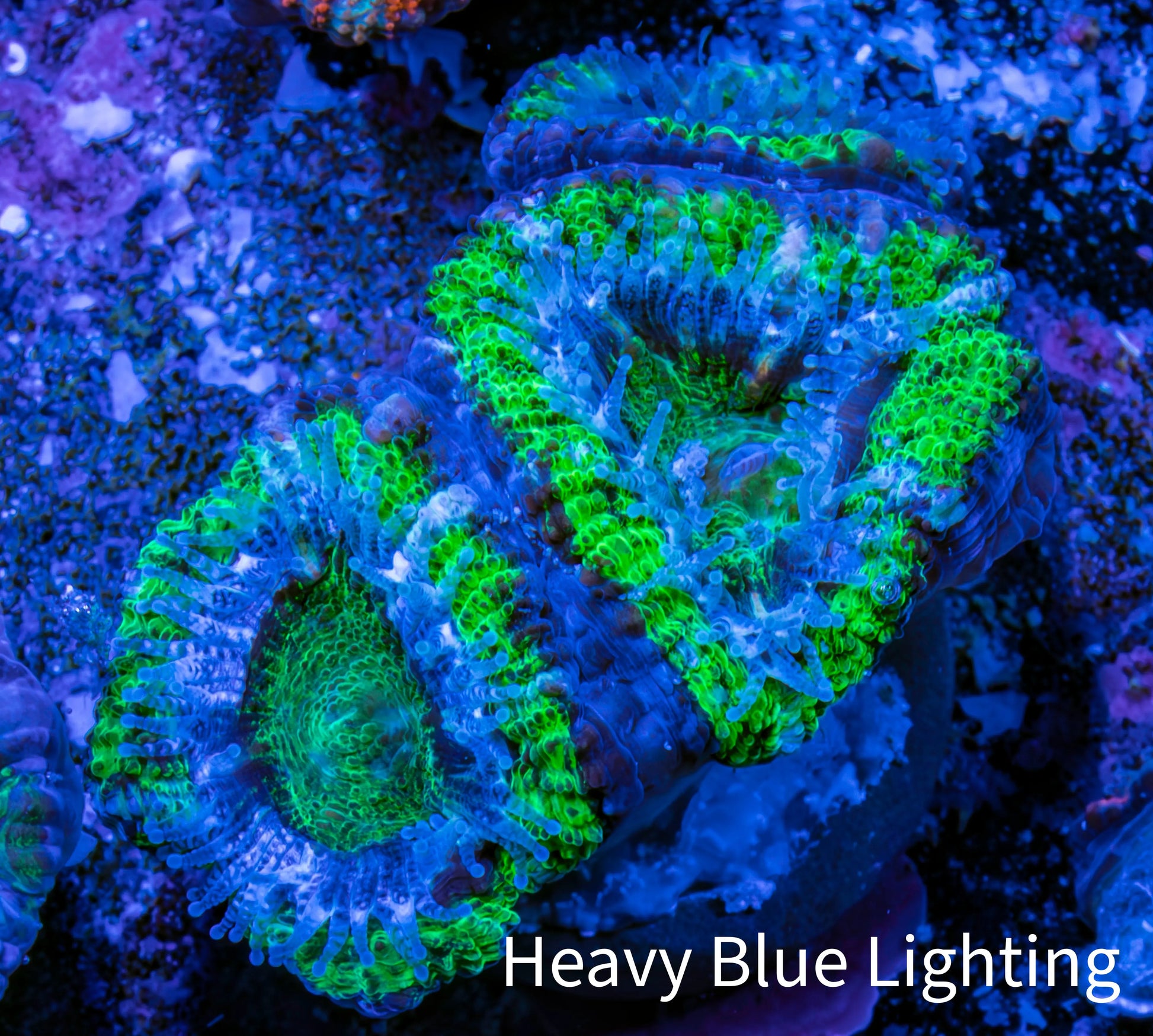 Ultra Acan Coral - Micromussa Lordhowensis - Acan Frag WYSIWYG D3R3B1 Ultra Acan Coral - Micromussa Lordhowensis - Acan Frag WYSIWYG D3R3B1 LPS Coral Ultra Acan Coral - Micromussa Lordhowensis - Acan Frag WYSIWYG D3R3B1 Zeo Box Reef