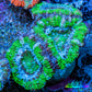 Ultra Acan Coral - Micromussa Lordhowensis - Acan Frag WYSIWYG D3R3B1 Ultra Acan Coral - Micromussa Lordhowensis - Acan Frag WYSIWYG D3R3B1 LPS Coral Ultra Acan Coral - Micromussa Lordhowensis - Acan Frag WYSIWYG D3R3B1 Zeo Box Reef