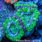 Ultra Acan Coral - Micromussa Lordhowensis - Acan Frag WYSIWYG D3R3B1 Ultra Acan Coral - Micromussa Lordhowensis - Acan Frag WYSIWYG D3R3B1 LPS Coral Ultra Acan Coral - Micromussa Lordhowensis - Acan Frag WYSIWYG D3R3B1 Zeo Box Reef
