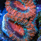 Ultra Acan Coral - Micromussa Lordhowensis - Acan Frag WYSIWYG D4R3B1 Ultra Acan Coral - Micromussa Lordhowensis - Acan Frag WYSIWYG D4R3B1 LPS Coral Ultra Acan Coral - Micromussa Lordhowensis - Acan Frag WYSIWYG D4R3B1 Zeo Box Reef