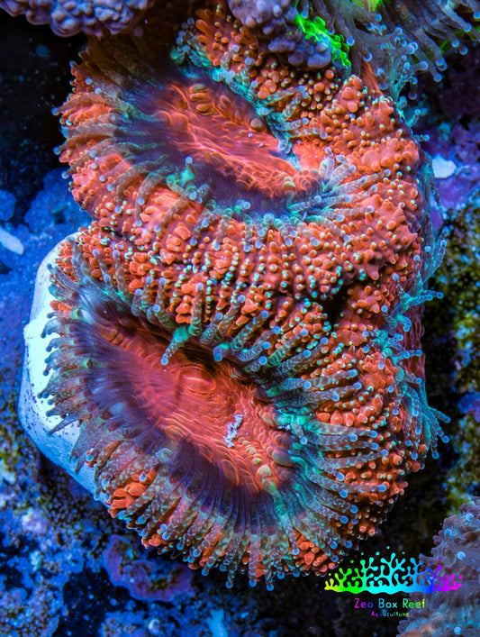 Ultra Acan Coral - Micromussa Lordhowensis - Acan Frag WYSIWYG D4R3B1 Ultra Acan Coral - Micromussa Lordhowensis - Acan Frag WYSIWYG D4R3B1 LPS Coral Ultra Acan Coral - Micromussa Lordhowensis - Acan Frag WYSIWYG D4R3B1 Zeo Box Reef