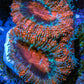 Ultra Acan Coral - Micromussa Lordhowensis - Acan Frag WYSIWYG D4R3B1 Ultra Acan Coral - Micromussa Lordhowensis - Acan Frag WYSIWYG D4R3B1 LPS Coral Ultra Acan Coral - Micromussa Lordhowensis - Acan Frag WYSIWYG D4R3B1 Zeo Box Reef