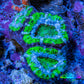 Ultra Acan Coral - Micromussa Lordhowensis - Acan Frag WYSIWYG D4R3B1 Ultra Acan Coral - Micromussa Lordhowensis - Acan Frag WYSIWYG D4R3B1 LPS Coral Ultra Acan Coral - Micromussa Lordhowensis - Acan Frag WYSIWYG D4R3B1 Zeo Box Reef