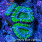 Ultra Acan Coral - Micromussa Lordhowensis - Acan Frag WYSIWYG D4R3B1 Ultra Acan Coral - Micromussa Lordhowensis - Acan Frag WYSIWYG D4R3B1 LPS Coral Ultra Acan Coral - Micromussa Lordhowensis - Acan Frag WYSIWYG D4R3B1 Zeo Box Reef