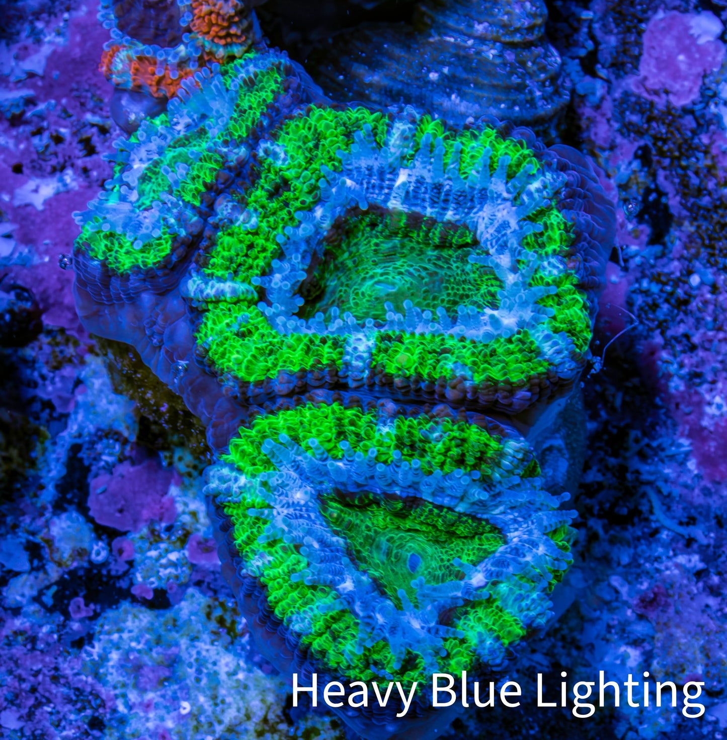 Ultra Acan Coral - Micromussa Lordhowensis - Acan Frag WYSIWYG D4R3B1 Ultra Acan Coral - Micromussa Lordhowensis - Acan Frag WYSIWYG D4R3B1 LPS Coral Ultra Acan Coral - Micromussa Lordhowensis - Acan Frag WYSIWYG D4R3B1 Zeo Box Reef