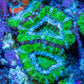 Ultra Acan Coral - Micromussa Lordhowensis - Acan Frag WYSIWYG D4R3B1 Ultra Acan Coral - Micromussa Lordhowensis - Acan Frag WYSIWYG D4R3B1 LPS Coral Ultra Acan Coral - Micromussa Lordhowensis - Acan Frag WYSIWYG D4R3B1 Zeo Box Reef