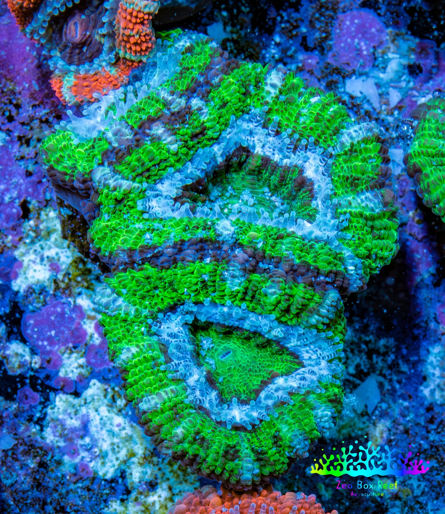 Ultra Acan Coral - Micromussa Lordhowensis - Acan Frag WYSIWYG D4R3B1 Ultra Acan Coral - Micromussa Lordhowensis - Acan Frag WYSIWYG D4R3B1 LPS Coral Ultra Acan Coral - Micromussa Lordhowensis - Acan Frag WYSIWYG D4R3B1 Zeo Box Reef