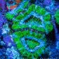 Ultra Acan Coral - Micromussa Lordhowensis - Acan Frag WYSIWYG D4R3B1 Ultra Acan Coral - Micromussa Lordhowensis - Acan Frag WYSIWYG D4R3B1 LPS Coral Ultra Acan Coral - Micromussa Lordhowensis - Acan Frag WYSIWYG D4R3B1 Zeo Box Reef