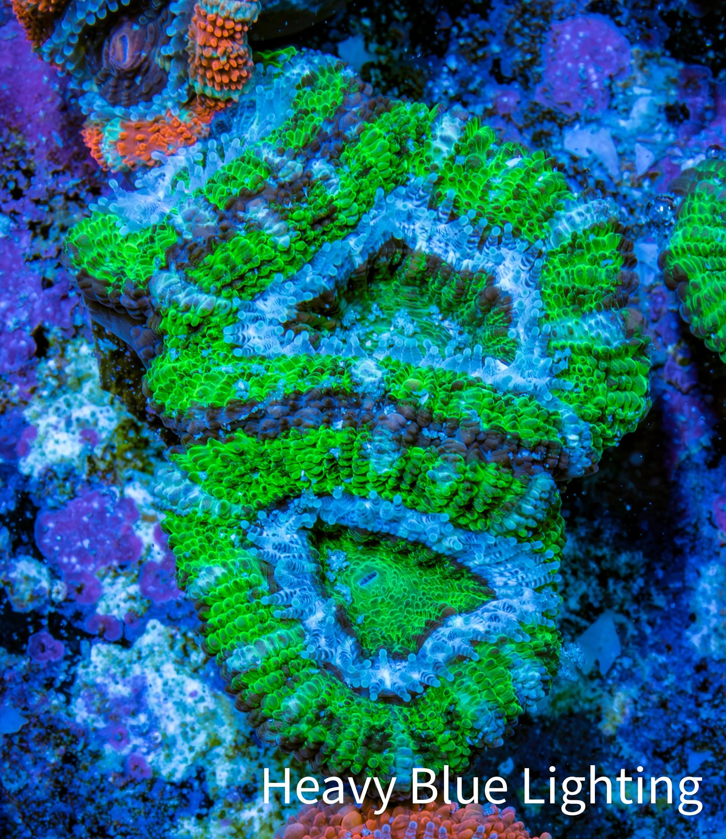 Ultra Acan Coral - Micromussa Lordhowensis - Acan Frag WYSIWYG D4R3B1 Ultra Acan Coral - Micromussa Lordhowensis - Acan Frag WYSIWYG D4R3B1 LPS Coral Ultra Acan Coral - Micromussa Lordhowensis - Acan Frag WYSIWYG D4R3B1 Zeo Box Reef
