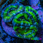 Ultra Acan Coral - Micromussa Lordhowensis - Acan Frag WYSIWYG E1R2B1 Ultra Acan Coral - Micromussa Lordhowensis - Acan Frag WYSIWYG E1R2B1 LPS Coral Ultra Acan Coral - Micromussa Lordhowensis - Acan Frag WYSIWYG E1R2B1 Zeo Box Reef