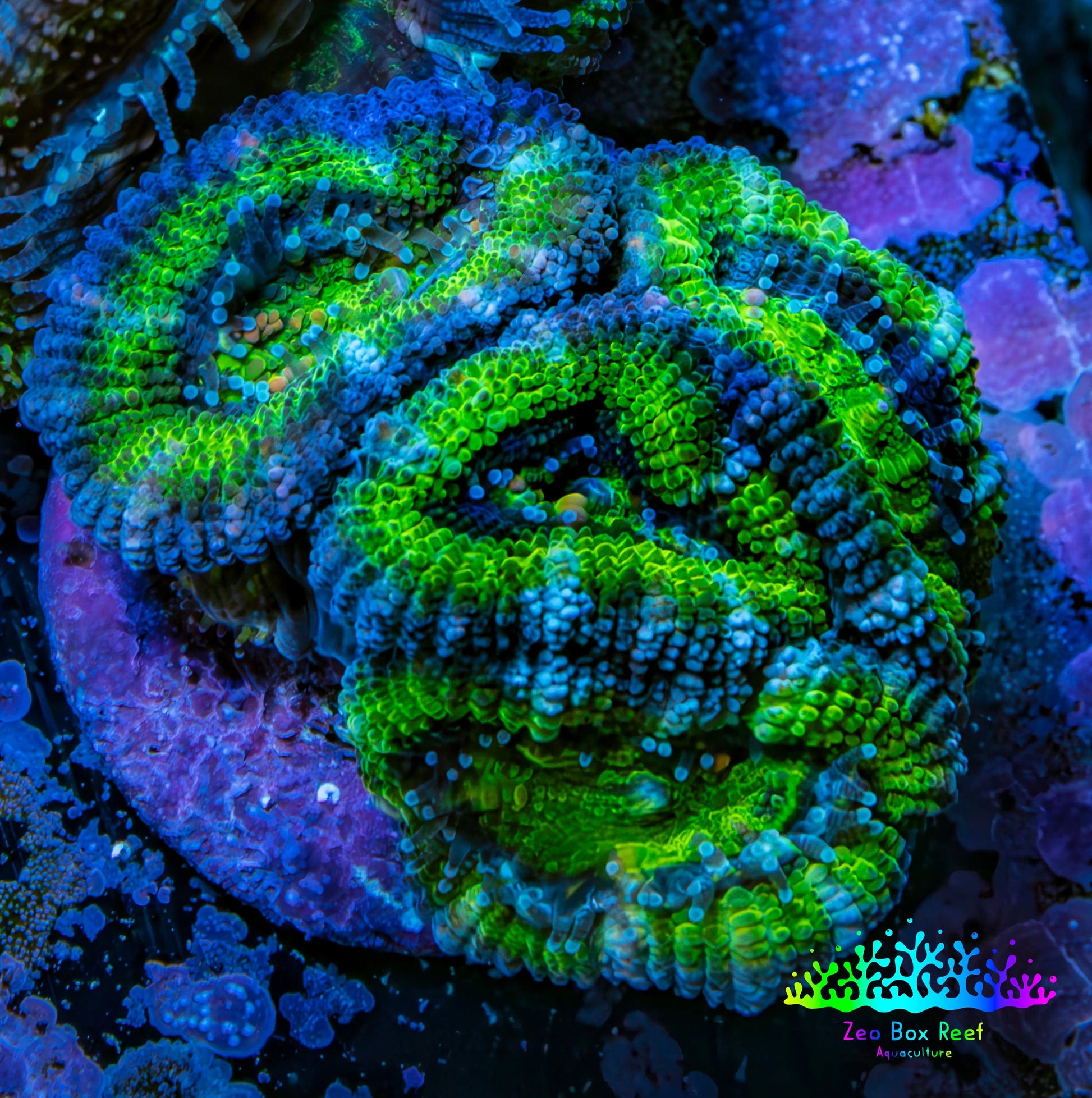 Ultra Acan Coral - Micromussa Lordhowensis - Acan Frag WYSIWYG E1R2B1 Ultra Acan Coral - Micromussa Lordhowensis - Acan Frag WYSIWYG E1R2B1 LPS Coral Ultra Acan Coral - Micromussa Lordhowensis - Acan Frag WYSIWYG E1R2B1 Zeo Box Reef