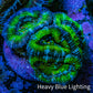 Ultra Acan Coral - Micromussa Lordhowensis - Acan Frag WYSIWYG E1R2B1 Ultra Acan Coral - Micromussa Lordhowensis - Acan Frag WYSIWYG E1R2B1 LPS Coral Ultra Acan Coral - Micromussa Lordhowensis - Acan Frag WYSIWYG E1R2B1 Zeo Box Reef