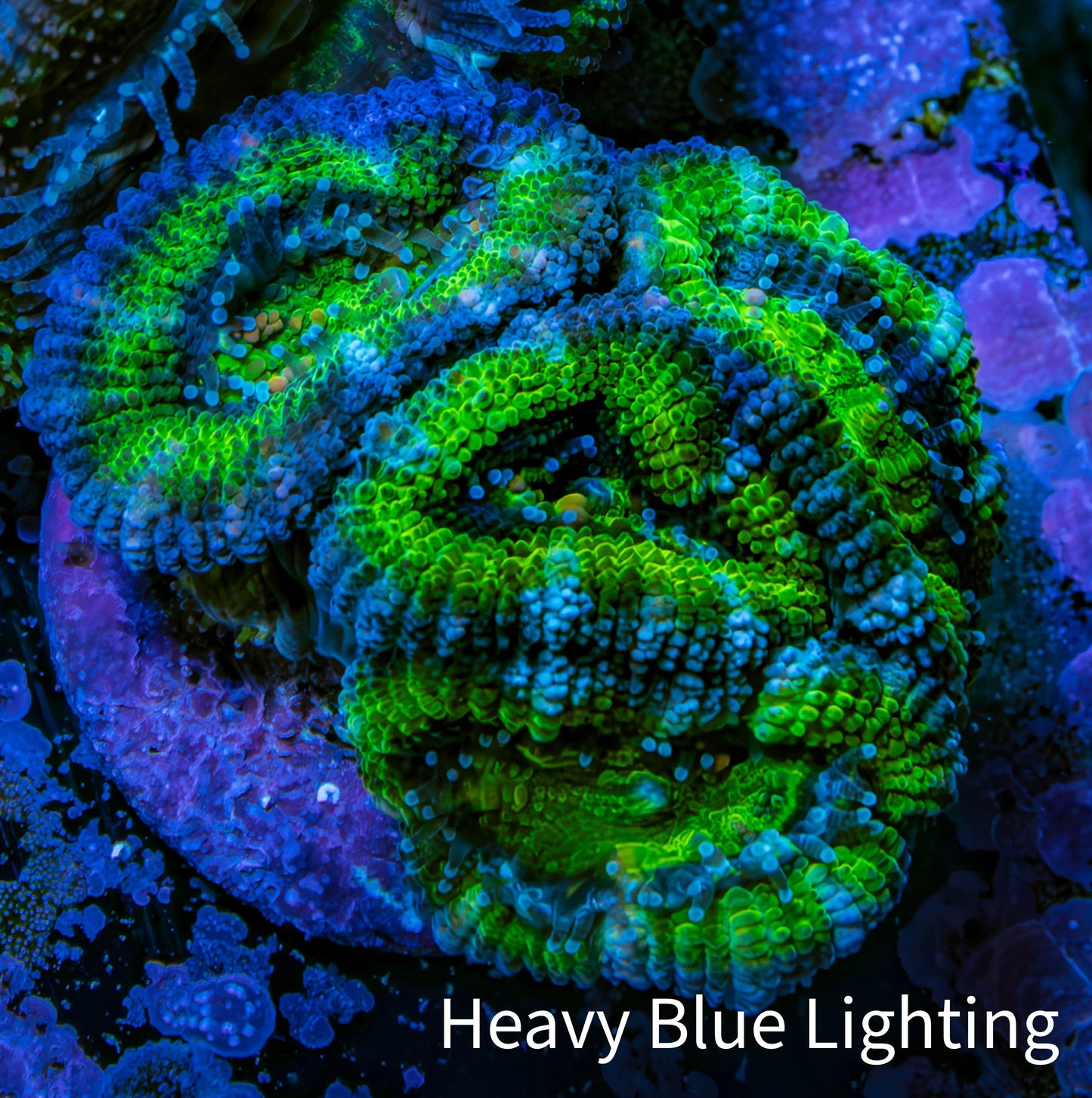 Ultra Acan Coral - Micromussa Lordhowensis - Acan Frag WYSIWYG E1R2B1 Ultra Acan Coral - Micromussa Lordhowensis - Acan Frag WYSIWYG E1R2B1 LPS Coral Ultra Acan Coral - Micromussa Lordhowensis - Acan Frag WYSIWYG E1R2B1 Zeo Box Reef