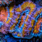 Ultra Acan Coral - Micromussa Lordhowensis - Acan Frag WYSIWYG E1R3B1 Ultra Acan Coral - Micromussa Lordhowensis - Acan Frag WYSIWYG E1R3B1 LPS Coral Ultra Acan Coral - Micromussa Lordhowensis - Acan Frag WYSIWYG E1R3B1 Zeo Box Reef