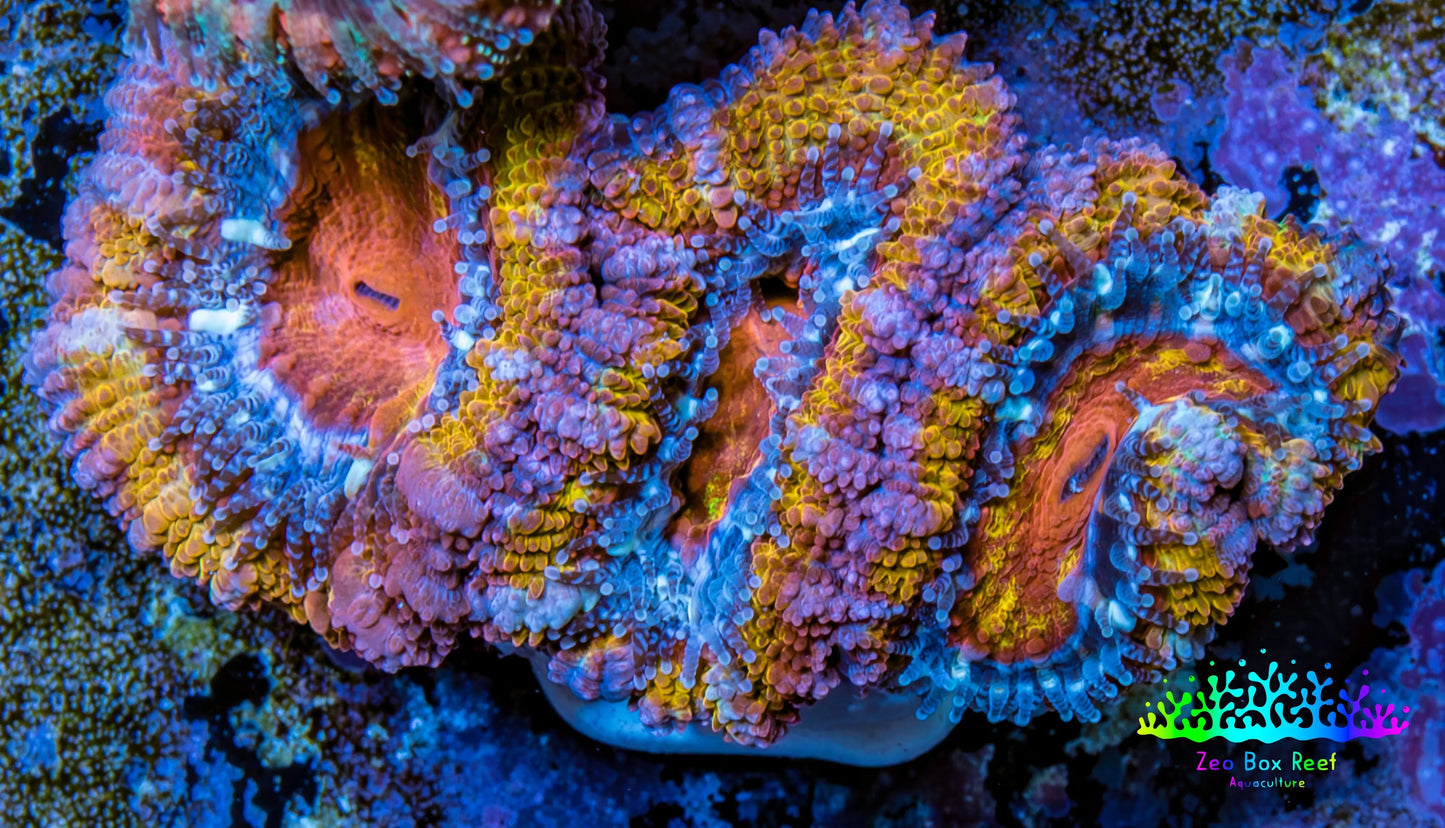 Ultra Acan Coral - Micromussa Lordhowensis - Acan Frag WYSIWYG E1R3B1 Ultra Acan Coral - Micromussa Lordhowensis - Acan Frag WYSIWYG E1R3B1 LPS Coral Ultra Acan Coral - Micromussa Lordhowensis - Acan Frag WYSIWYG E1R3B1 Zeo Box Reef