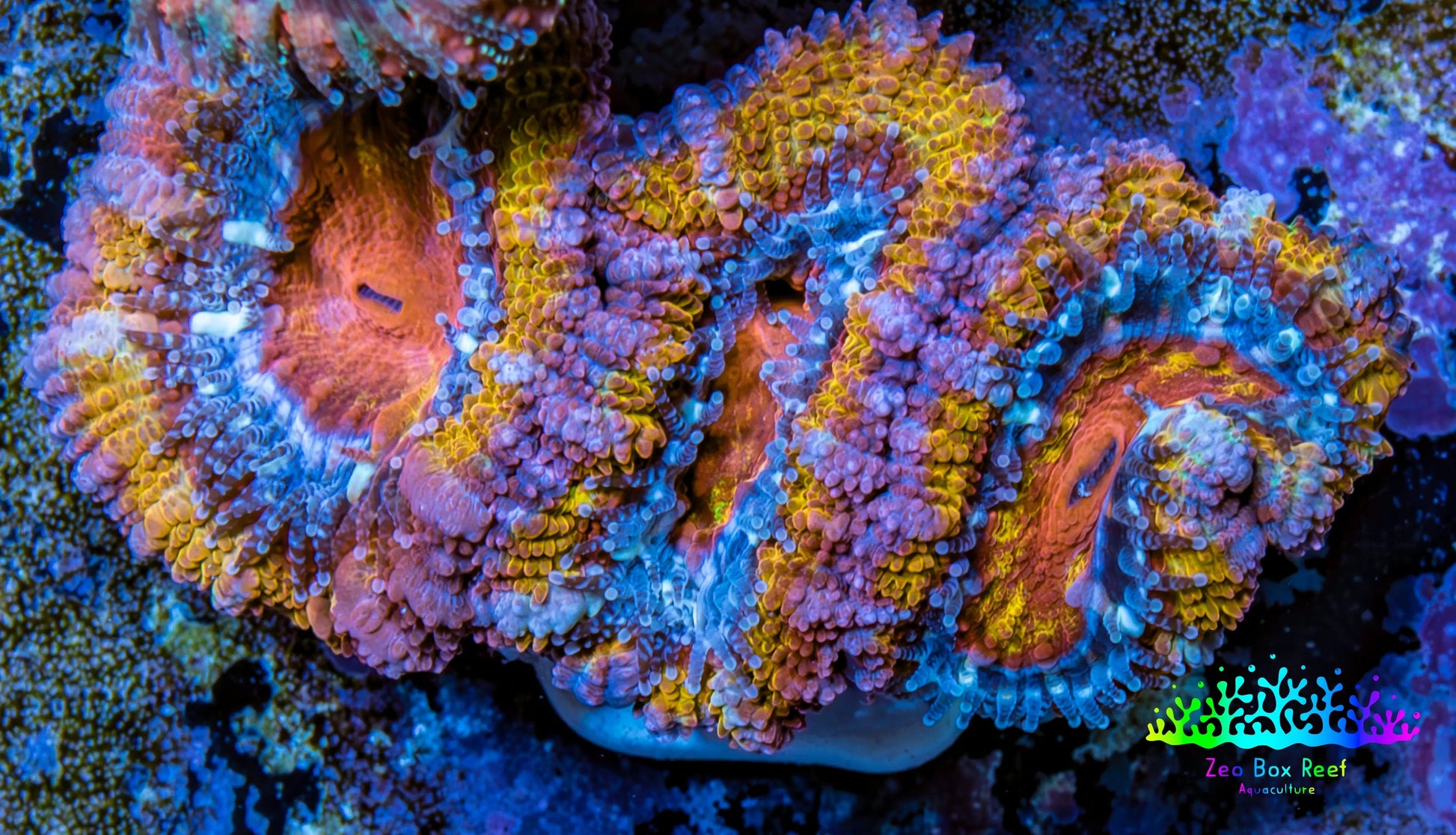 Ultra Acan Coral - Micromussa Lordhowensis - Acan Frag WYSIWYG E1R3B1 Ultra Acan Coral - Micromussa Lordhowensis - Acan Frag WYSIWYG E1R3B1 LPS Coral Ultra Acan Coral - Micromussa Lordhowensis - Acan Frag WYSIWYG E1R3B1 Zeo Box Reef