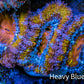 Ultra Acan Coral - Micromussa Lordhowensis - Acan Frag WYSIWYG E1R3B1 Ultra Acan Coral - Micromussa Lordhowensis - Acan Frag WYSIWYG E1R3B1 LPS Coral Ultra Acan Coral - Micromussa Lordhowensis - Acan Frag WYSIWYG E1R3B1 Zeo Box Reef