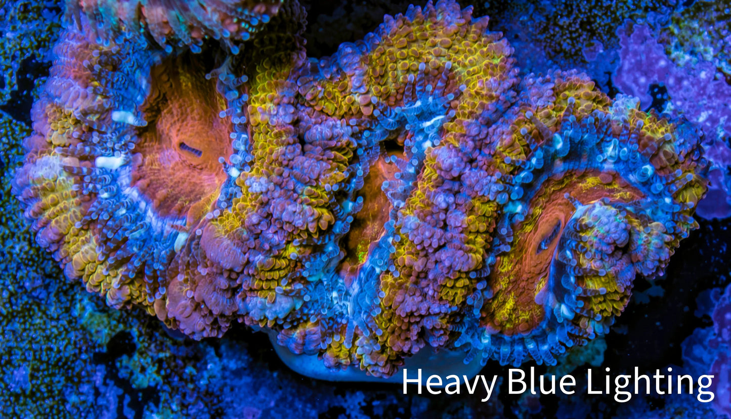 Ultra Acan Coral - Micromussa Lordhowensis - Acan Frag WYSIWYG E1R3B1 Ultra Acan Coral - Micromussa Lordhowensis - Acan Frag WYSIWYG E1R3B1 LPS Coral Ultra Acan Coral - Micromussa Lordhowensis - Acan Frag WYSIWYG E1R3B1 Zeo Box Reef