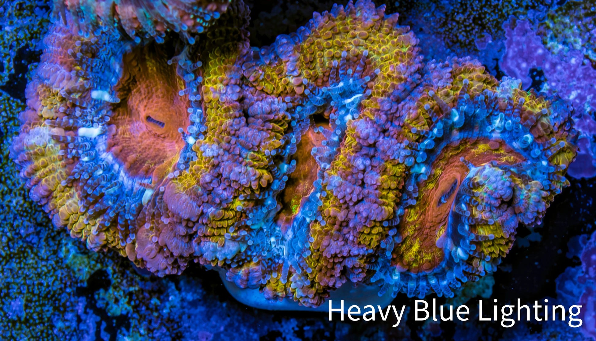Ultra Acan Coral - Micromussa Lordhowensis - Acan Frag WYSIWYG E1R3B1 Ultra Acan Coral - Micromussa Lordhowensis - Acan Frag WYSIWYG E1R3B1 LPS Coral Ultra Acan Coral - Micromussa Lordhowensis - Acan Frag WYSIWYG E1R3B1 Zeo Box Reef