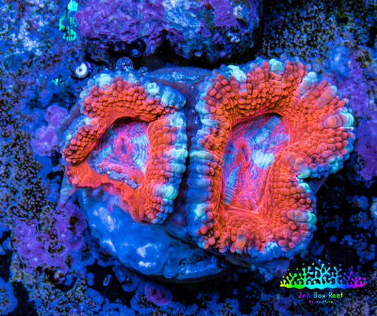 Ultra Acan Coral - Micromussa Lordhowensis - Acan Frag WYSIWYG E1R3B1 Ultra Acan Coral - Micromussa Lordhowensis - Acan Frag WYSIWYG E1R3B1 LPS Coral Ultra Acan Coral - Micromussa Lordhowensis - Acan Frag WYSIWYG E1R3B1 Zeo Box Reef