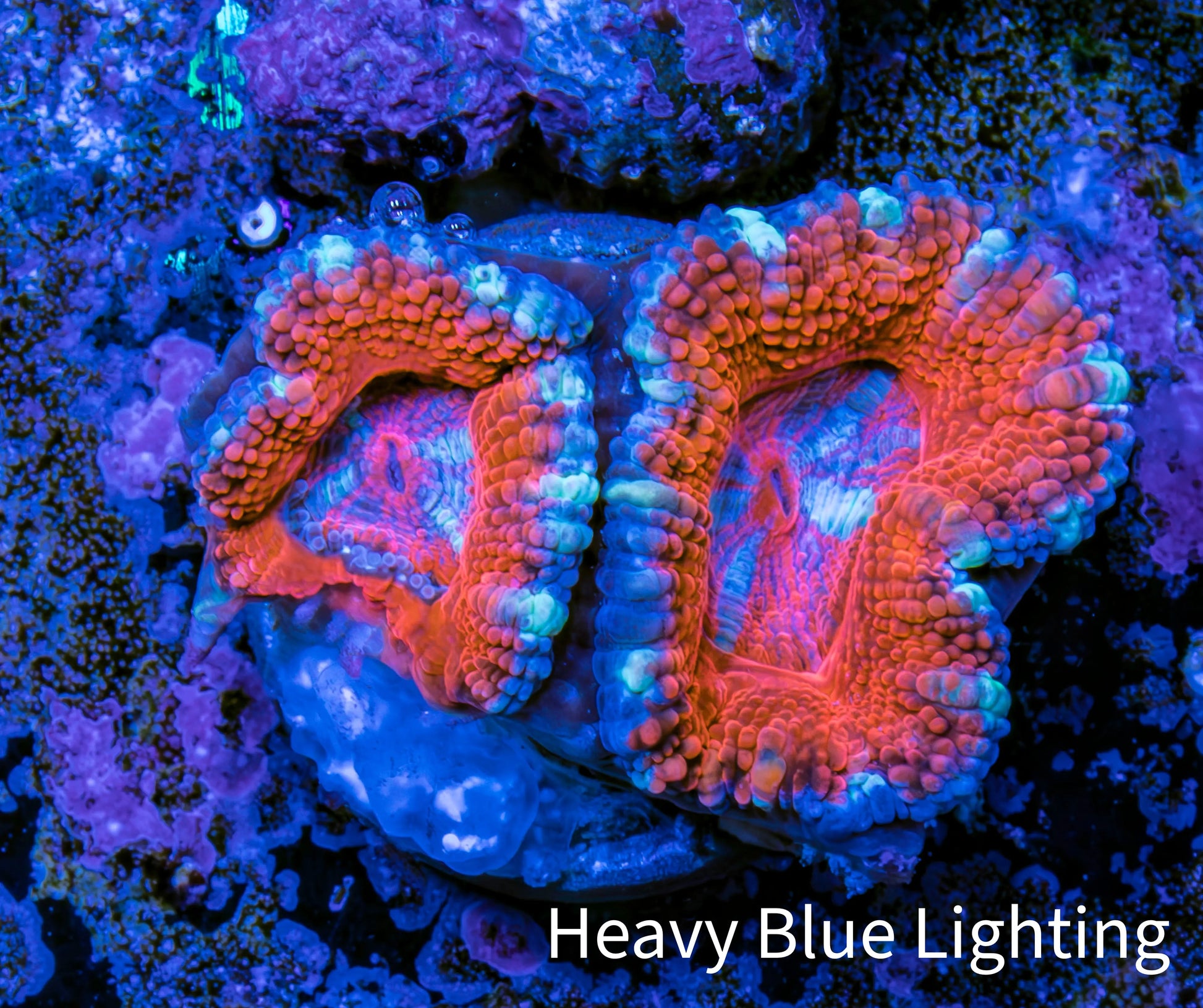 Ultra Acan Coral - Micromussa Lordhowensis - Acan Frag WYSIWYG E1R3B1 Ultra Acan Coral - Micromussa Lordhowensis - Acan Frag WYSIWYG E1R3B1 LPS Coral Ultra Acan Coral - Micromussa Lordhowensis - Acan Frag WYSIWYG E1R3B1 Zeo Box Reef