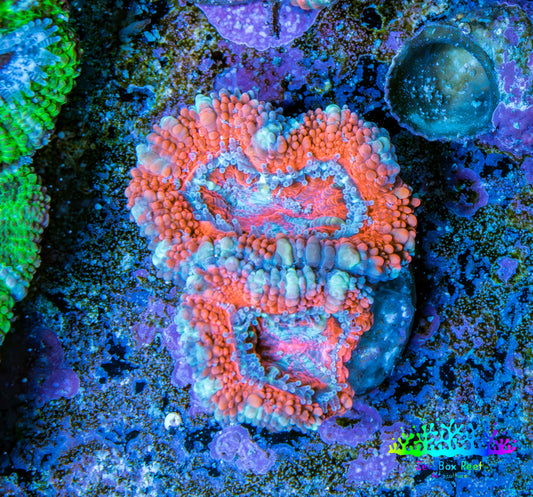 Ultra Acan Coral - Micromussa Lordhowensis - Acan Frag WYSIWYG E1R3B1 Ultra Acan Coral - Micromussa Lordhowensis - Acan Frag WYSIWYG E1R3B1 LPS Coral Ultra Acan Coral - Micromussa Lordhowensis - Acan Frag WYSIWYG E1R3B1 Zeo Box Reef