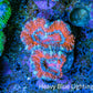 Ultra Acan Coral - Micromussa Lordhowensis - Acan Frag WYSIWYG E1R3B1 Ultra Acan Coral - Micromussa Lordhowensis - Acan Frag WYSIWYG E1R3B1 LPS Coral Ultra Acan Coral - Micromussa Lordhowensis - Acan Frag WYSIWYG E1R3B1 Zeo Box Reef
