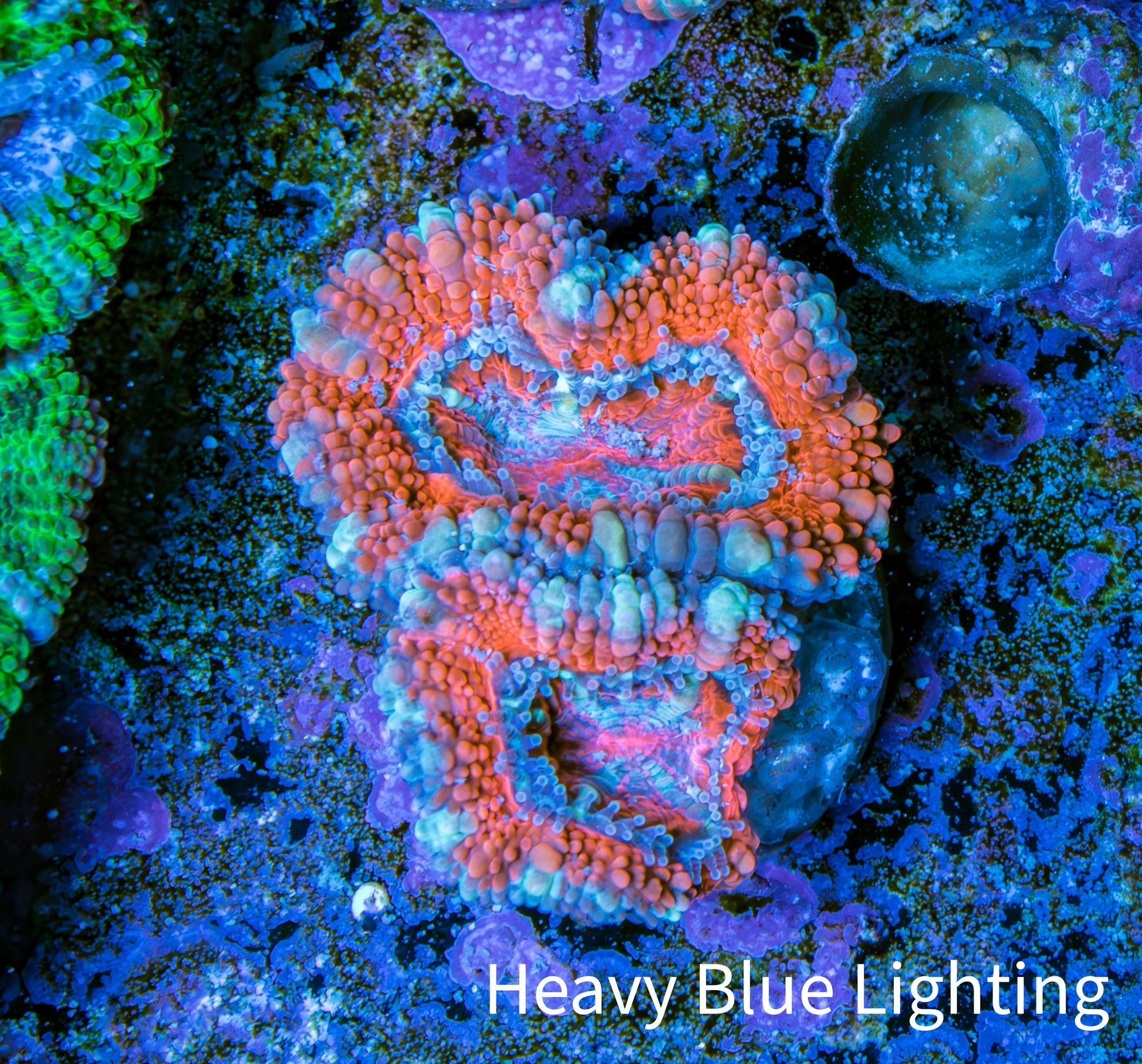 Ultra Acan Coral - Micromussa Lordhowensis - Acan Frag WYSIWYG E1R3B1 Ultra Acan Coral - Micromussa Lordhowensis - Acan Frag WYSIWYG E1R3B1 LPS Coral Ultra Acan Coral - Micromussa Lordhowensis - Acan Frag WYSIWYG E1R3B1 Zeo Box Reef