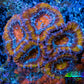 Ultra Acan Coral - Micromussa Lordhowensis - Acan Frag WYSIWYG E2R3B1 Ultra Acan Coral - Micromussa Lordhowensis - Acan Frag WYSIWYG E2R3B1 LPS Coral Ultra Acan Coral - Micromussa Lordhowensis - Acan Frag WYSIWYG E2R3B1 Zeo Box Reef