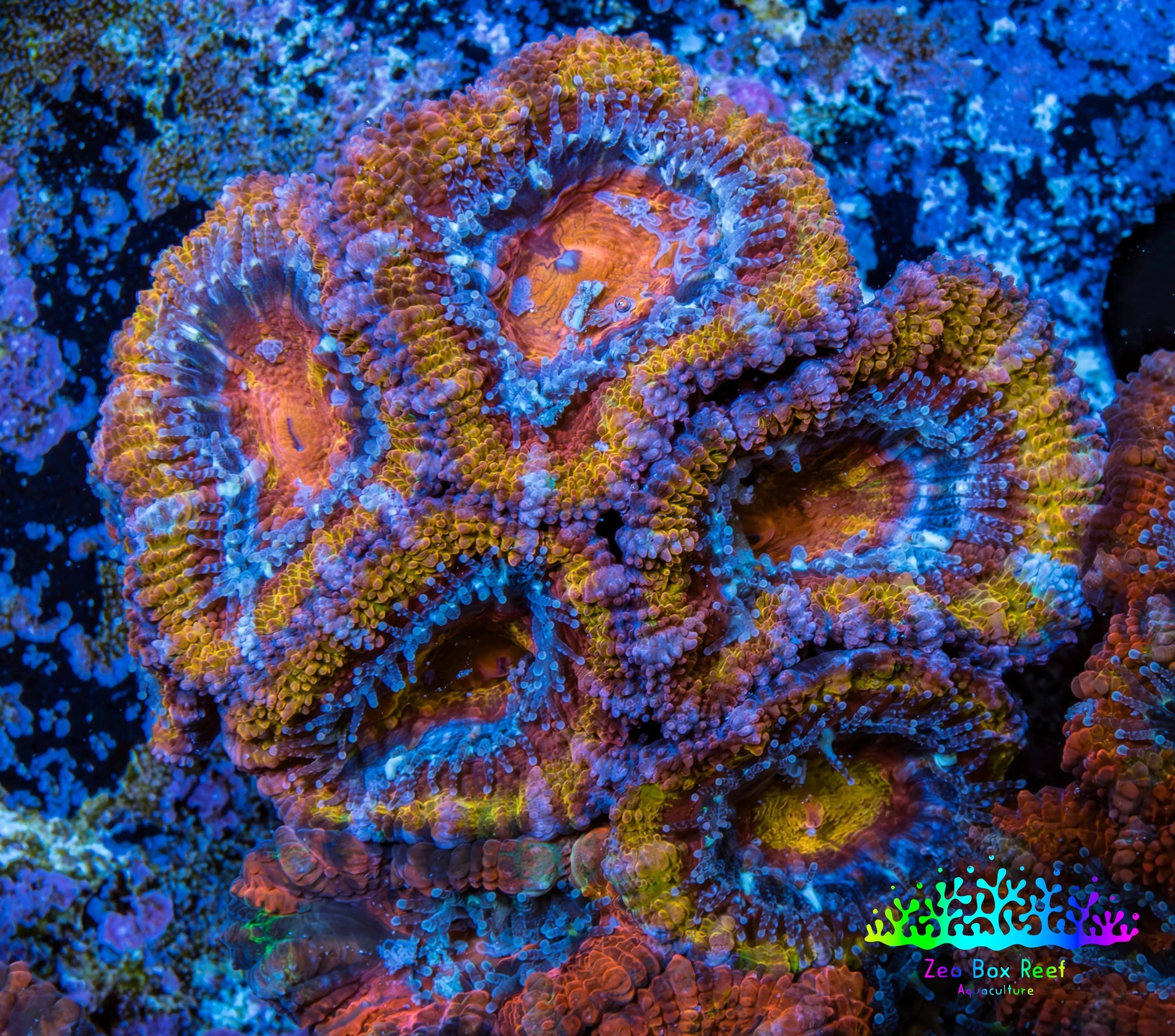 Ultra Acan Coral - Micromussa Lordhowensis - Acan Frag WYSIWYG E2R3B1 Ultra Acan Coral - Micromussa Lordhowensis - Acan Frag WYSIWYG E2R3B1 LPS Coral Ultra Acan Coral - Micromussa Lordhowensis - Acan Frag WYSIWYG E2R3B1 Zeo Box Reef
