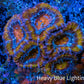 Ultra Acan Coral - Micromussa Lordhowensis - Acan Frag WYSIWYG E2R3B1 Ultra Acan Coral - Micromussa Lordhowensis - Acan Frag WYSIWYG E2R3B1 LPS Coral Ultra Acan Coral - Micromussa Lordhowensis - Acan Frag WYSIWYG E2R3B1 Zeo Box Reef