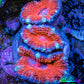 Ultra Acan Coral - Micromussa Lordhowensis - Acan Frag WYSIWYG E2R3B1 Ultra Acan Coral - Micromussa Lordhowensis - Acan Frag WYSIWYG E2R3B1 LPS Coral Ultra Acan Coral - Micromussa Lordhowensis - Acan Frag WYSIWYG E2R3B1 Zeo Box Reef