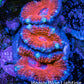 Ultra Acan Coral - Micromussa Lordhowensis - Acan Frag WYSIWYG E2R3B1 Ultra Acan Coral - Micromussa Lordhowensis - Acan Frag WYSIWYG E2R3B1 LPS Coral Ultra Acan Coral - Micromussa Lordhowensis - Acan Frag WYSIWYG E2R3B1 Zeo Box Reef