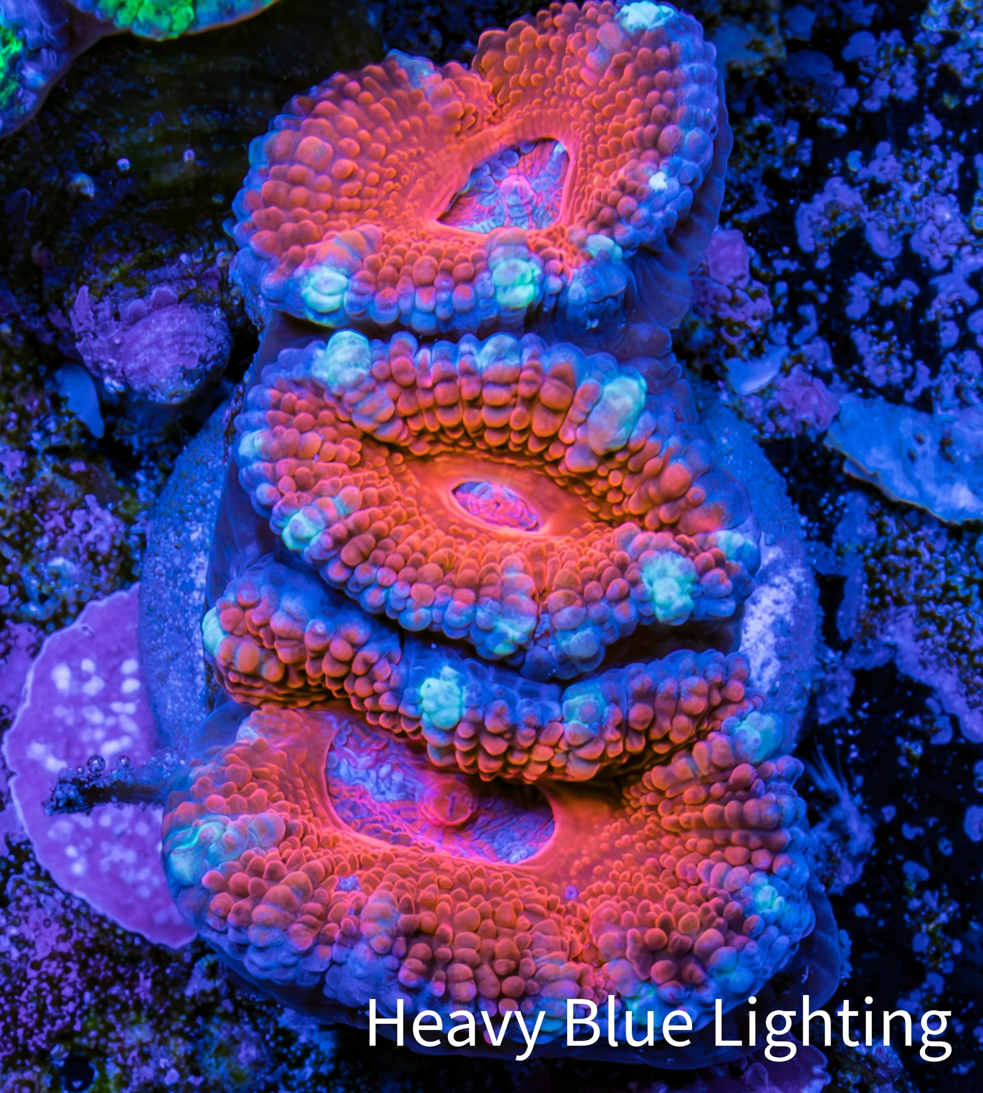 Ultra Acan Coral - Micromussa Lordhowensis - Acan Frag WYSIWYG E2R3B1 Ultra Acan Coral - Micromussa Lordhowensis - Acan Frag WYSIWYG E2R3B1 LPS Coral Ultra Acan Coral - Micromussa Lordhowensis - Acan Frag WYSIWYG E2R3B1 Zeo Box Reef
