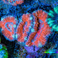 Ultra Acan Coral - Micromussa Lordhowensis - Acan Frag WYSIWYG E2R3B1 Ultra Acan Coral - Micromussa Lordhowensis - Acan Frag WYSIWYG E2R3B1 LPS Coral Ultra Acan Coral - Micromussa Lordhowensis - Acan Frag WYSIWYG E2R3B1 Zeo Box Reef