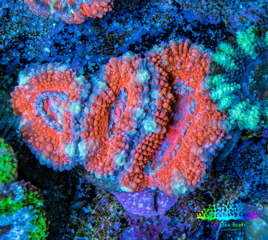 Ultra Acan Coral - Micromussa Lordhowensis - Acan Frag WYSIWYG E2R3B1 Ultra Acan Coral - Micromussa Lordhowensis - Acan Frag WYSIWYG E2R3B1 LPS Coral Ultra Acan Coral - Micromussa Lordhowensis - Acan Frag WYSIWYG E2R3B1 Zeo Box Reef