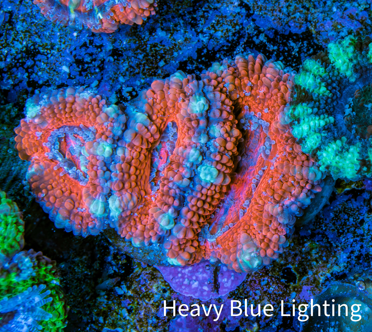 Ultra Acan Coral - Micromussa Lordhowensis - Acan Frag WYSIWYG E2R3B1 Ultra Acan Coral - Micromussa Lordhowensis - Acan Frag WYSIWYG E2R3B1 LPS Coral Ultra Acan Coral - Micromussa Lordhowensis - Acan Frag WYSIWYG E2R3B1 Zeo Box Reef