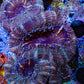 Ultra Acan Coral - Micromussa Lordhowensis - Acan Frag WYSIWYG E3R3B1 Ultra Acan Coral - Micromussa Lordhowensis - Acan Frag WYSIWYG E3R3B1 LPS Coral Ultra Acan Coral - Micromussa Lordhowensis - Acan Frag WYSIWYG E3R3B1 Zeo Box Reef