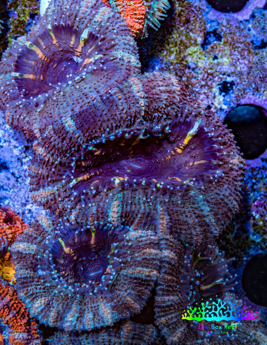 Ultra Acan Coral - Micromussa Lordhowensis - Acan Frag WYSIWYG E3R3B1 Ultra Acan Coral - Micromussa Lordhowensis - Acan Frag WYSIWYG E3R3B1 LPS Coral Ultra Acan Coral - Micromussa Lordhowensis - Acan Frag WYSIWYG E3R3B1 Zeo Box Reef