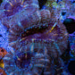 Ultra Acan Coral - Micromussa Lordhowensis - Acan Frag WYSIWYG E3R3B1 Ultra Acan Coral - Micromussa Lordhowensis - Acan Frag WYSIWYG E3R3B1 LPS Coral Ultra Acan Coral - Micromussa Lordhowensis - Acan Frag WYSIWYG E3R3B1 Zeo Box Reef