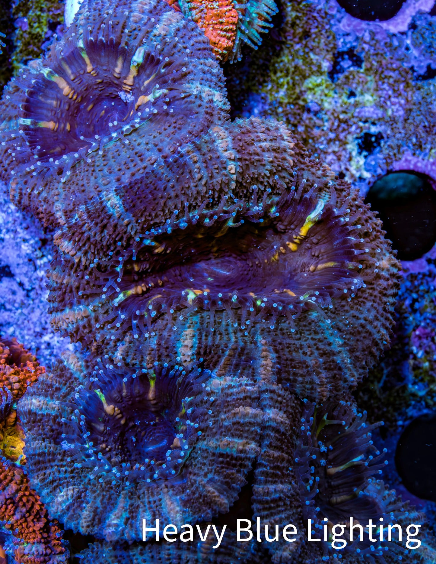 Ultra Acan Coral - Micromussa Lordhowensis - Acan Frag WYSIWYG E3R3B1 Ultra Acan Coral - Micromussa Lordhowensis - Acan Frag WYSIWYG E3R3B1 LPS Coral Ultra Acan Coral - Micromussa Lordhowensis - Acan Frag WYSIWYG E3R3B1 Zeo Box Reef