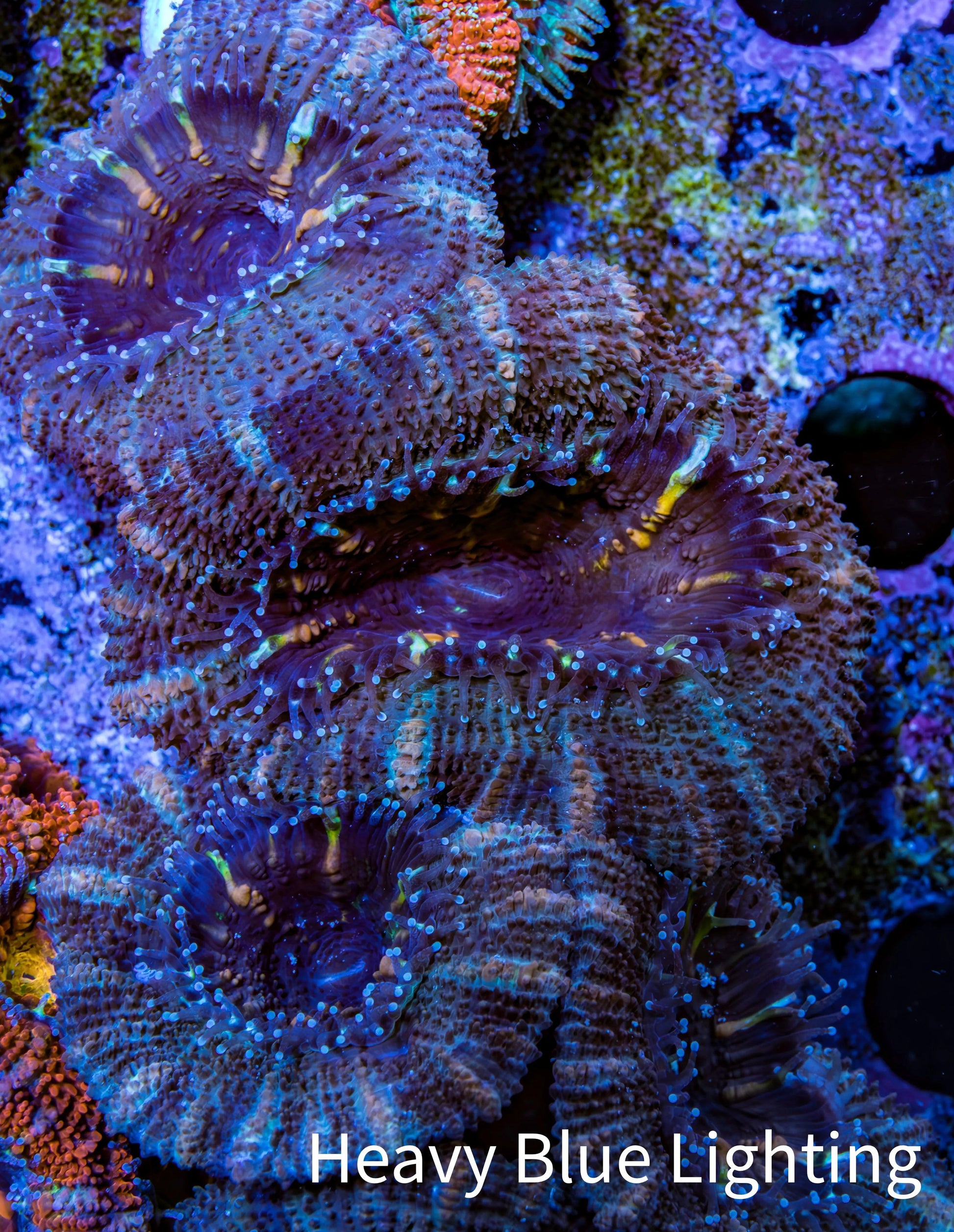 Ultra Acan Coral - Micromussa Lordhowensis - Acan Frag WYSIWYG E3R3B1 Ultra Acan Coral - Micromussa Lordhowensis - Acan Frag WYSIWYG E3R3B1 LPS Coral Ultra Acan Coral - Micromussa Lordhowensis - Acan Frag WYSIWYG E3R3B1 Zeo Box Reef