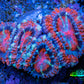 Ultra Acan Coral - Micromussa Lordhowensis - Acan Frag WYSIWYG E3R3B1 Ultra Acan Coral - Micromussa Lordhowensis - Acan Frag WYSIWYG E3R3B1 LPS Coral Ultra Acan Coral - Micromussa Lordhowensis - Acan Frag WYSIWYG E3R3B1 Zeo Box Reef