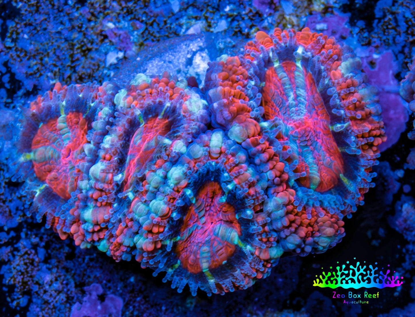 Ultra Acan Coral - Micromussa Lordhowensis - Acan Frag WYSIWYG E3R3B1 Ultra Acan Coral - Micromussa Lordhowensis - Acan Frag WYSIWYG E3R3B1 LPS Coral Ultra Acan Coral - Micromussa Lordhowensis - Acan Frag WYSIWYG E3R3B1 Zeo Box Reef