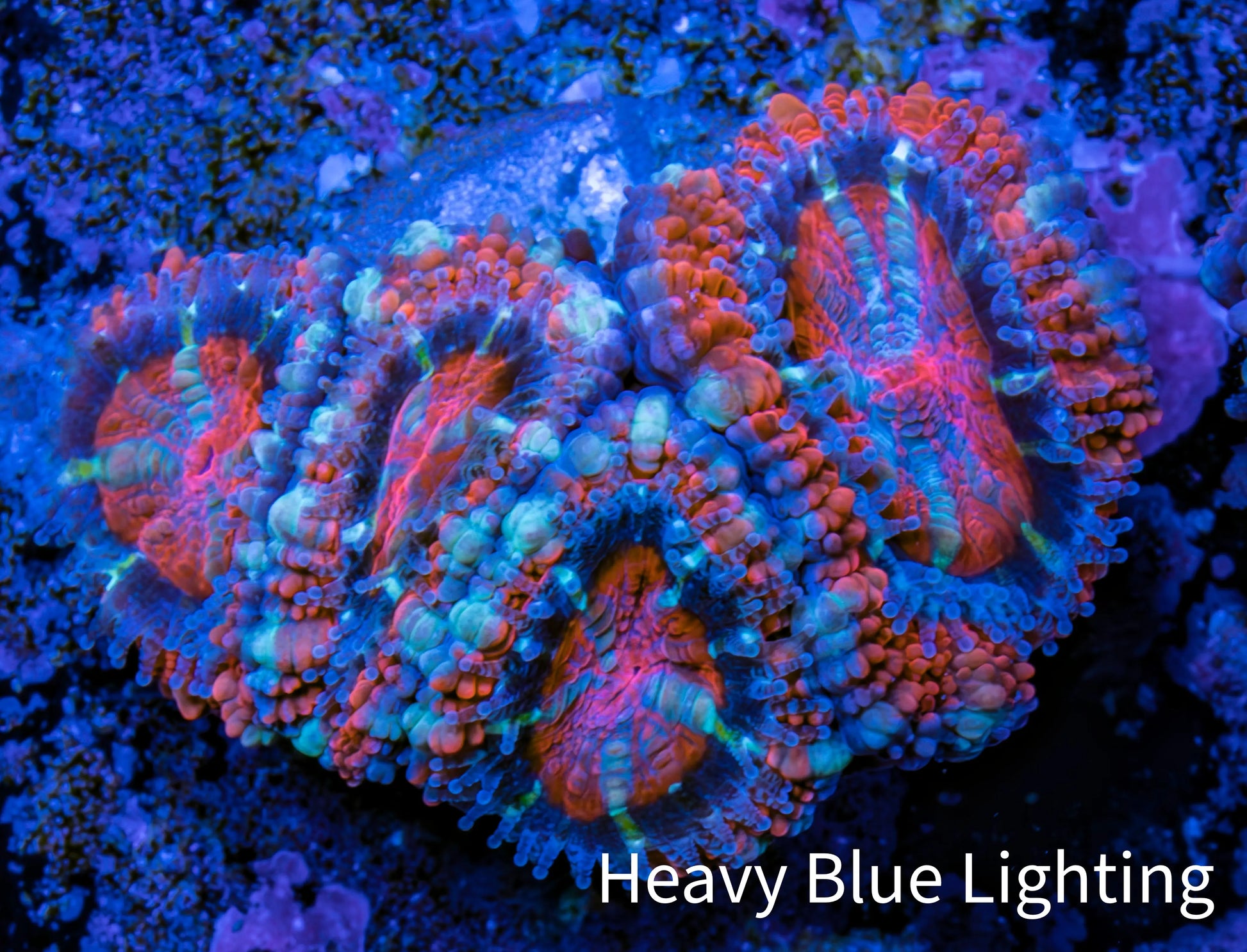 Ultra Acan Coral - Micromussa Lordhowensis - Acan Frag WYSIWYG E3R3B1 Ultra Acan Coral - Micromussa Lordhowensis - Acan Frag WYSIWYG E3R3B1 LPS Coral Ultra Acan Coral - Micromussa Lordhowensis - Acan Frag WYSIWYG E3R3B1 Zeo Box Reef