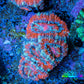 Ultra Acan Coral - Micromussa Lordhowensis - Acan Frag WYSIWYG E3R3B1 Ultra Acan Coral - Micromussa Lordhowensis - Acan Frag WYSIWYG E3R3B1 LPS Coral Ultra Acan Coral - Micromussa Lordhowensis - Acan Frag WYSIWYG E3R3B1 Zeo Box Reef