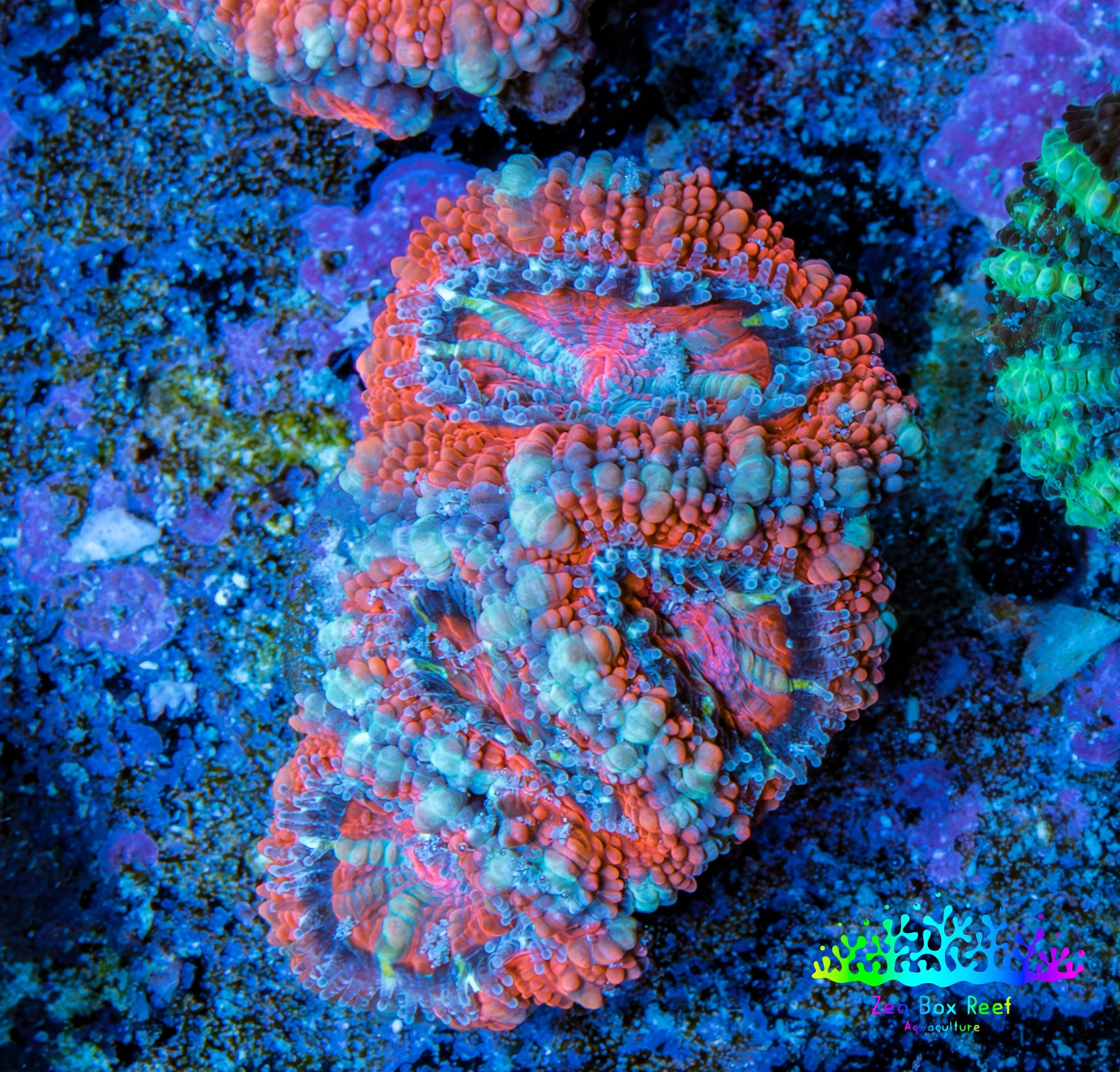 Ultra Acan Coral - Micromussa Lordhowensis - Acan Frag WYSIWYG E3R3B1 Ultra Acan Coral - Micromussa Lordhowensis - Acan Frag WYSIWYG E3R3B1 LPS Coral Ultra Acan Coral - Micromussa Lordhowensis - Acan Frag WYSIWYG E3R3B1 Zeo Box Reef