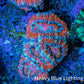 Ultra Acan Coral - Micromussa Lordhowensis - Acan Frag WYSIWYG E3R3B1 Ultra Acan Coral - Micromussa Lordhowensis - Acan Frag WYSIWYG E3R3B1 LPS Coral Ultra Acan Coral - Micromussa Lordhowensis - Acan Frag WYSIWYG E3R3B1 Zeo Box Reef