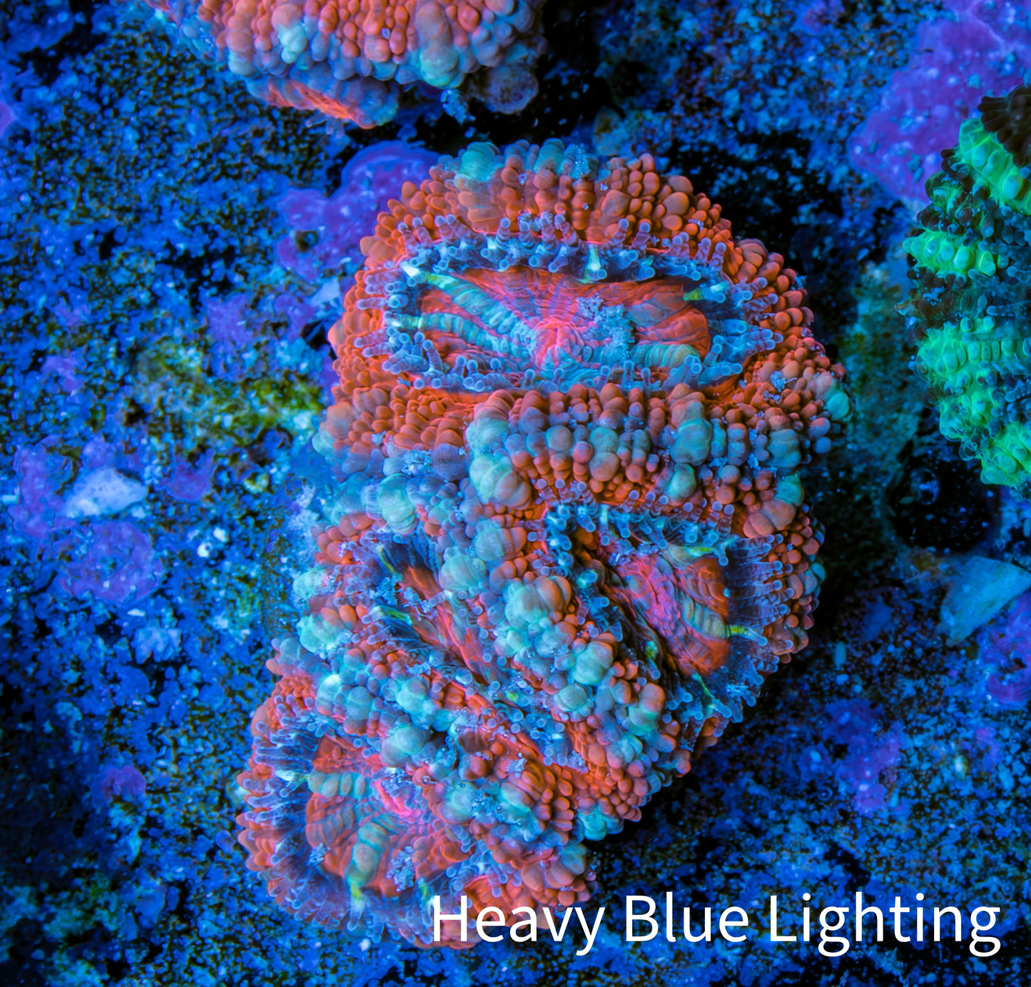 Ultra Acan Coral - Micromussa Lordhowensis - Acan Frag WYSIWYG E3R3B1 Ultra Acan Coral - Micromussa Lordhowensis - Acan Frag WYSIWYG E3R3B1 LPS Coral Ultra Acan Coral - Micromussa Lordhowensis - Acan Frag WYSIWYG E3R3B1 Zeo Box Reef